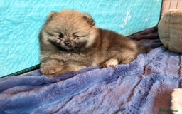 Pomeranian dogs for sale: Teddy Face Pomeranian Champion European Bloodline  - Image 13