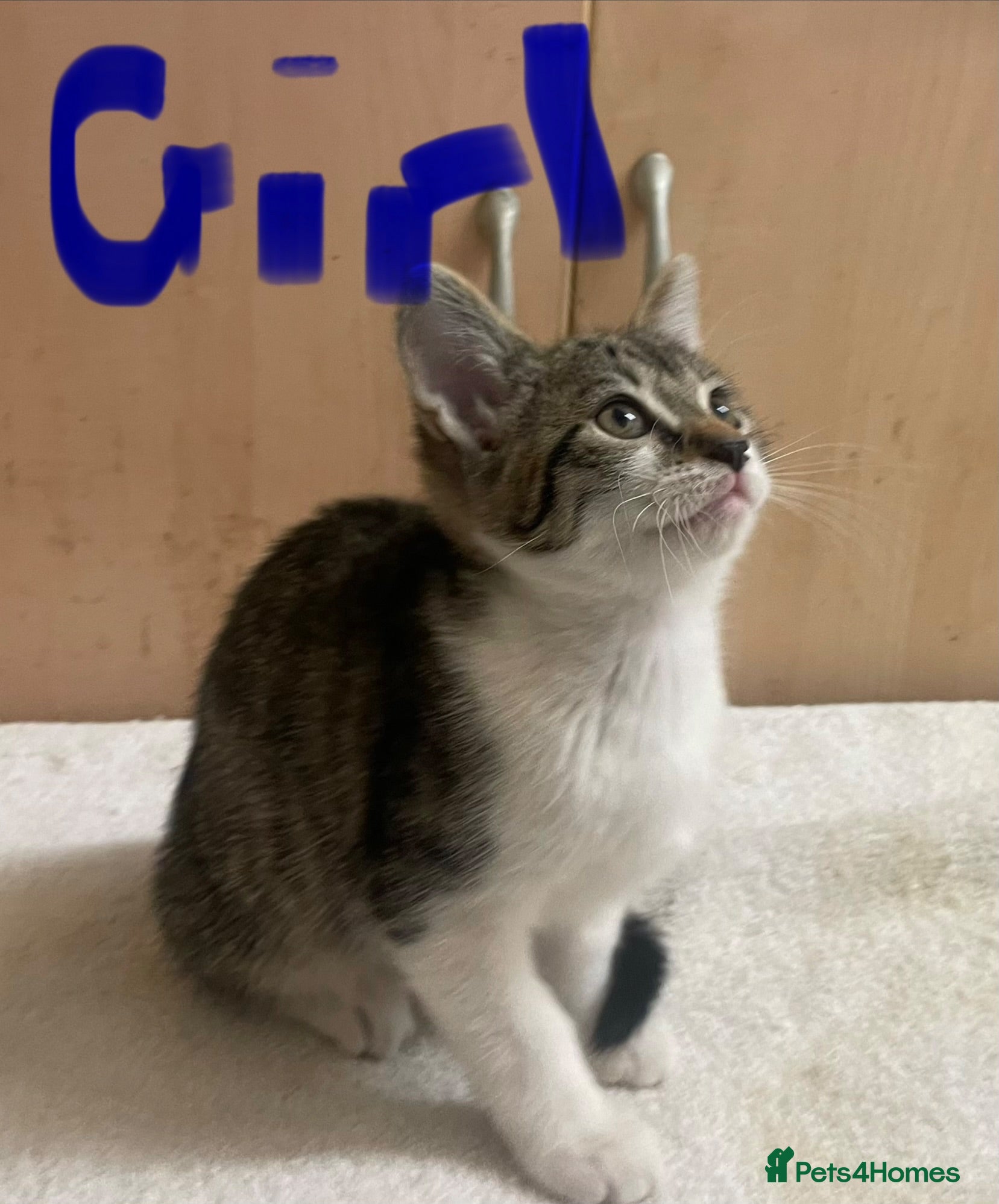 Mixed Breed cats Bengal cross kittens - Advert 2