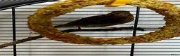 Canaries birds for sale: Four Canary Chicks - Advert 3