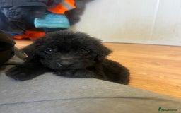 Labradoodle dogs for sale: Gorgeous labradoodle puppies  - Image 8