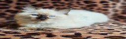Ragdoll cats for sale: Ragdoll Kittens  - Advert 4