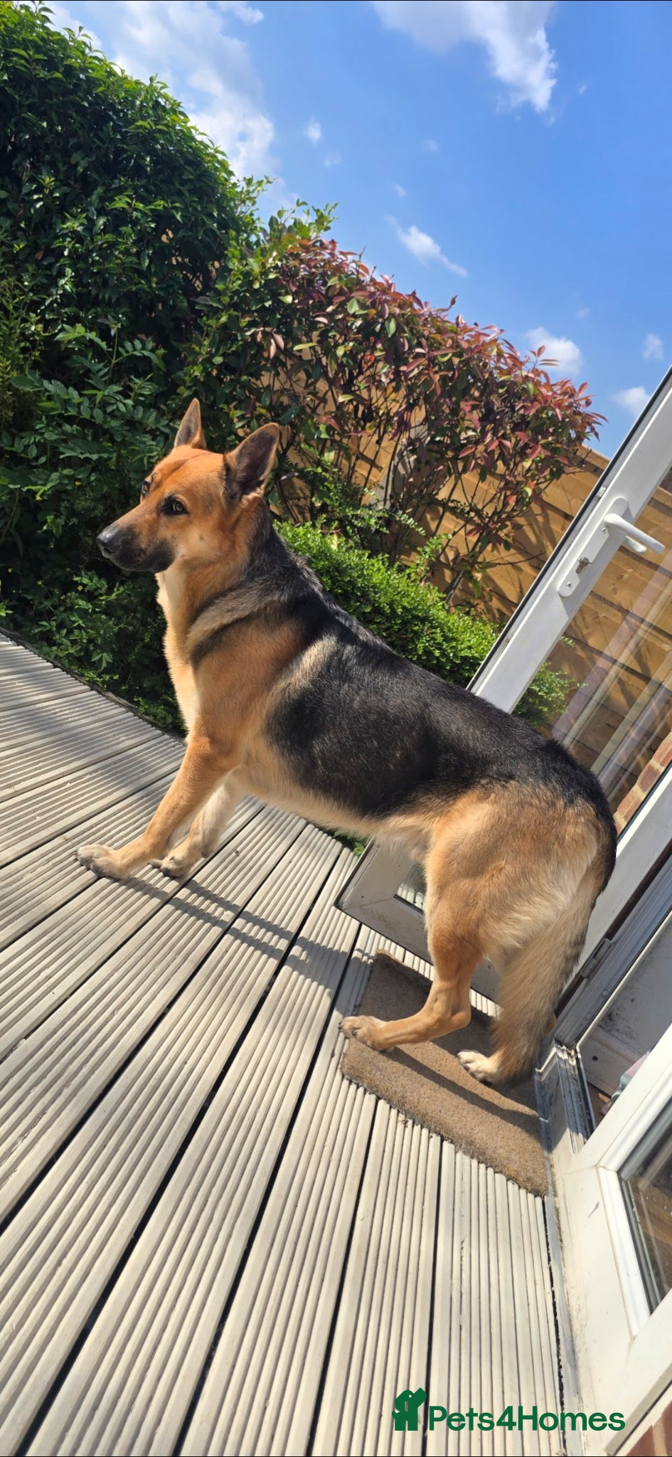 German Shepherd dogs for stud: STUD GERMAN SHEPHERD  - Advert 9