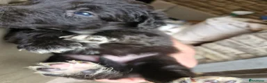 Border Collie 8