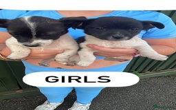 Jack Russell dogs for sale: Jack Russell puppies  - Image 3