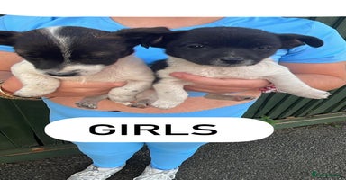 Jack Russell dogs - Advert 2