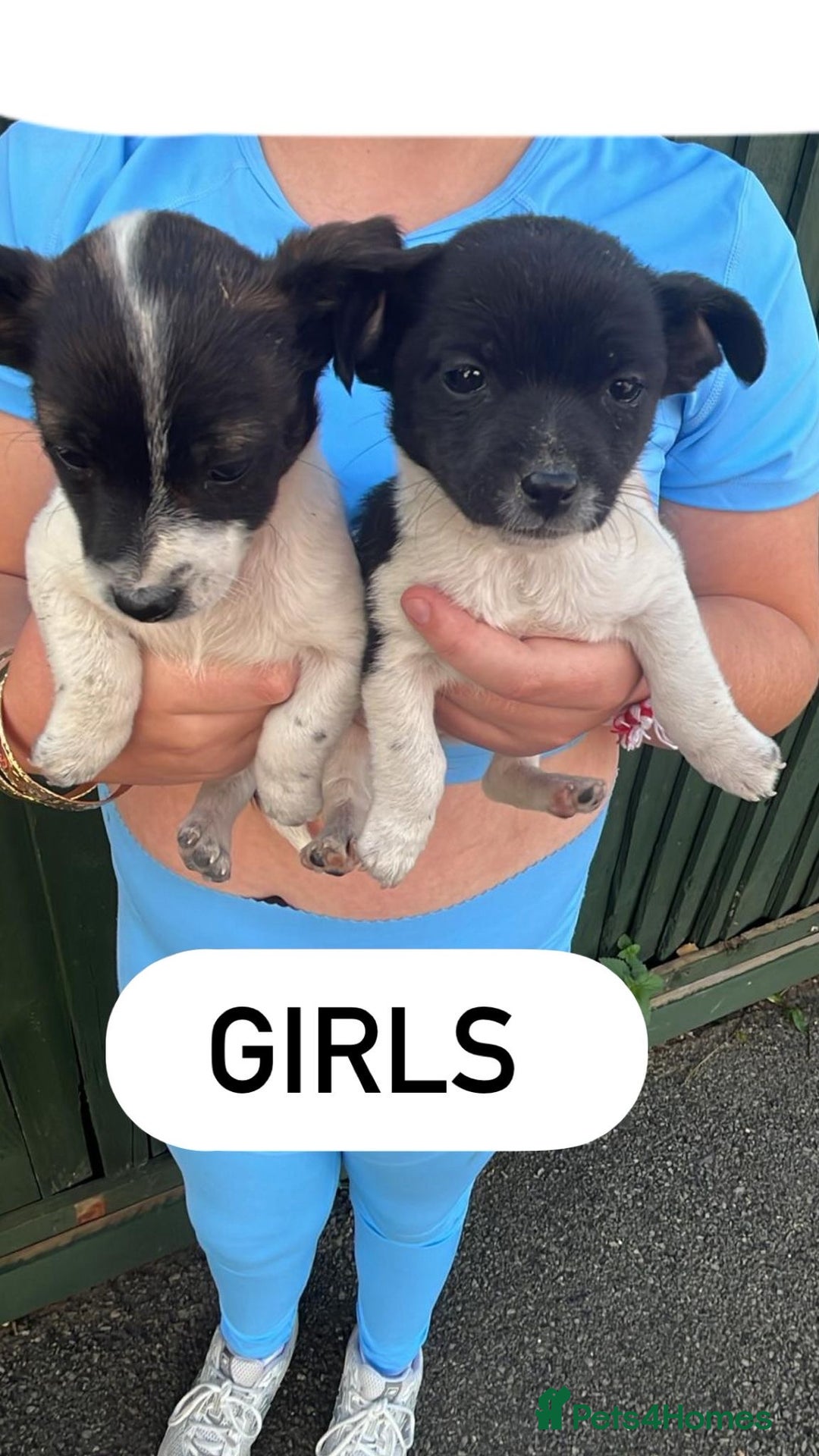 Jack Russell dogs for sale: Jack Russell puppies  - Image 3