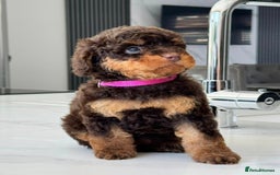 Poodle dogs for stud: HEALTH TESTED CHOCOLATE PHANTOM POODLE STUD in Todmorden - Image 3