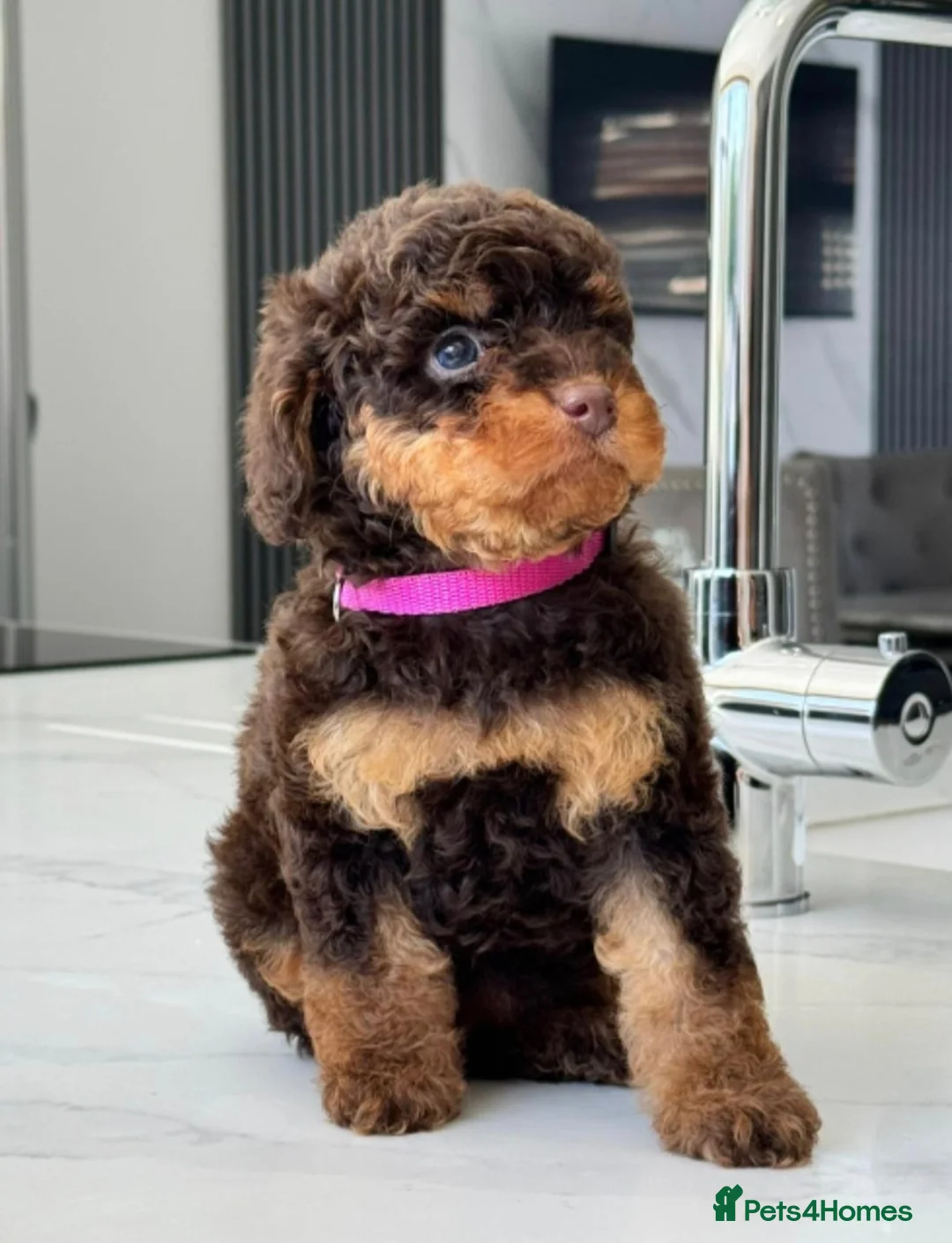 Poodle dogs for stud: HEALTH TESTED CHOCOLATE PHANTOM POODLE STUD in Todmorden - Advert 3