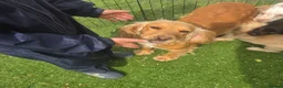 Cocker Spaniel dogs for sale: Working type Cocker spaniels- ready to leave now! - Advert 8