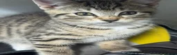 Mixed Breed cats for sale: Three beautiful kittens  - Advert 11
