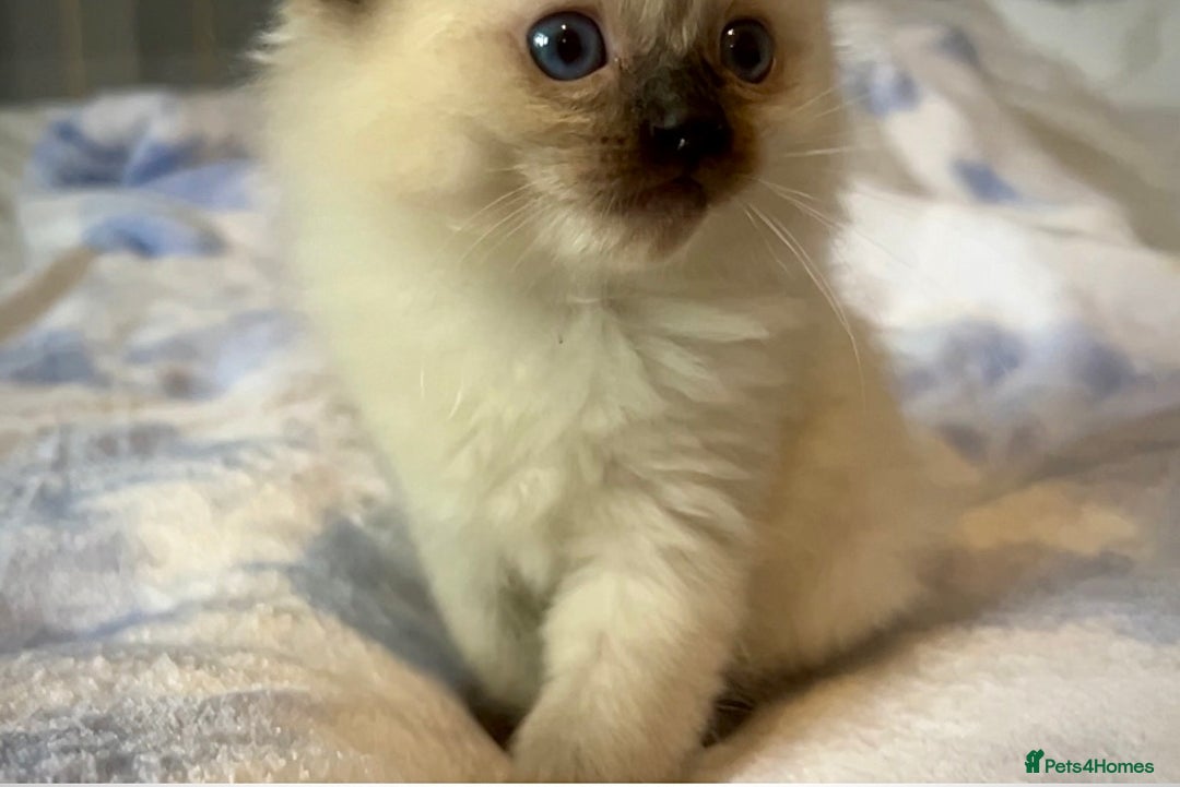 Ragdoll cats for sale: Pure Ragdoll Kittens - Image 7