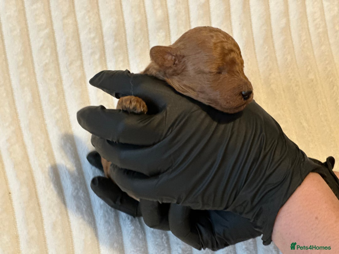 Toy Poodle dogs for sale: 2 TINY BOYS LEFT kc registered deep red toy poodle - Advert 32