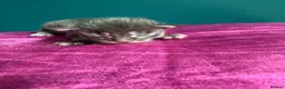 Maine Coon cats for sale: Affectionate, Pedigree Maine Coon Kittens: - Advert 32