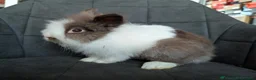 Lionhead rabbits for sale: Double-maned Lionhead Buck for Sale - Advert 6