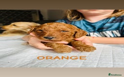 Goldendoodle dogs for sale: 🌟F1B Standard Goldendoodle Puppies in Merthyr Tydfil - Image 6