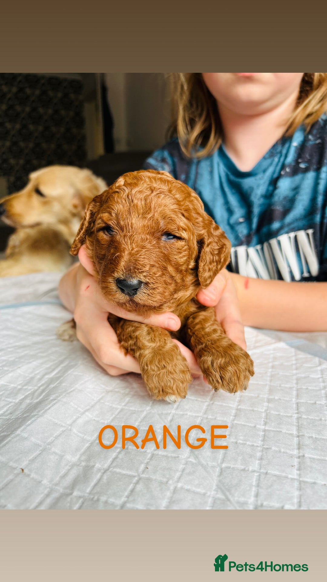 Goldendoodle dogs for sale: 🌟F1B Standard Goldendoodle Puppies in Merthyr Tydfil - Image 6