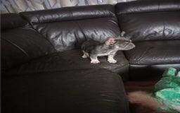 French Bulldog dogs for sale: Male French bulldog puppy - Image 3