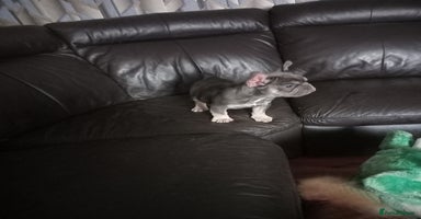 French Bulldog dogs - Advert 5