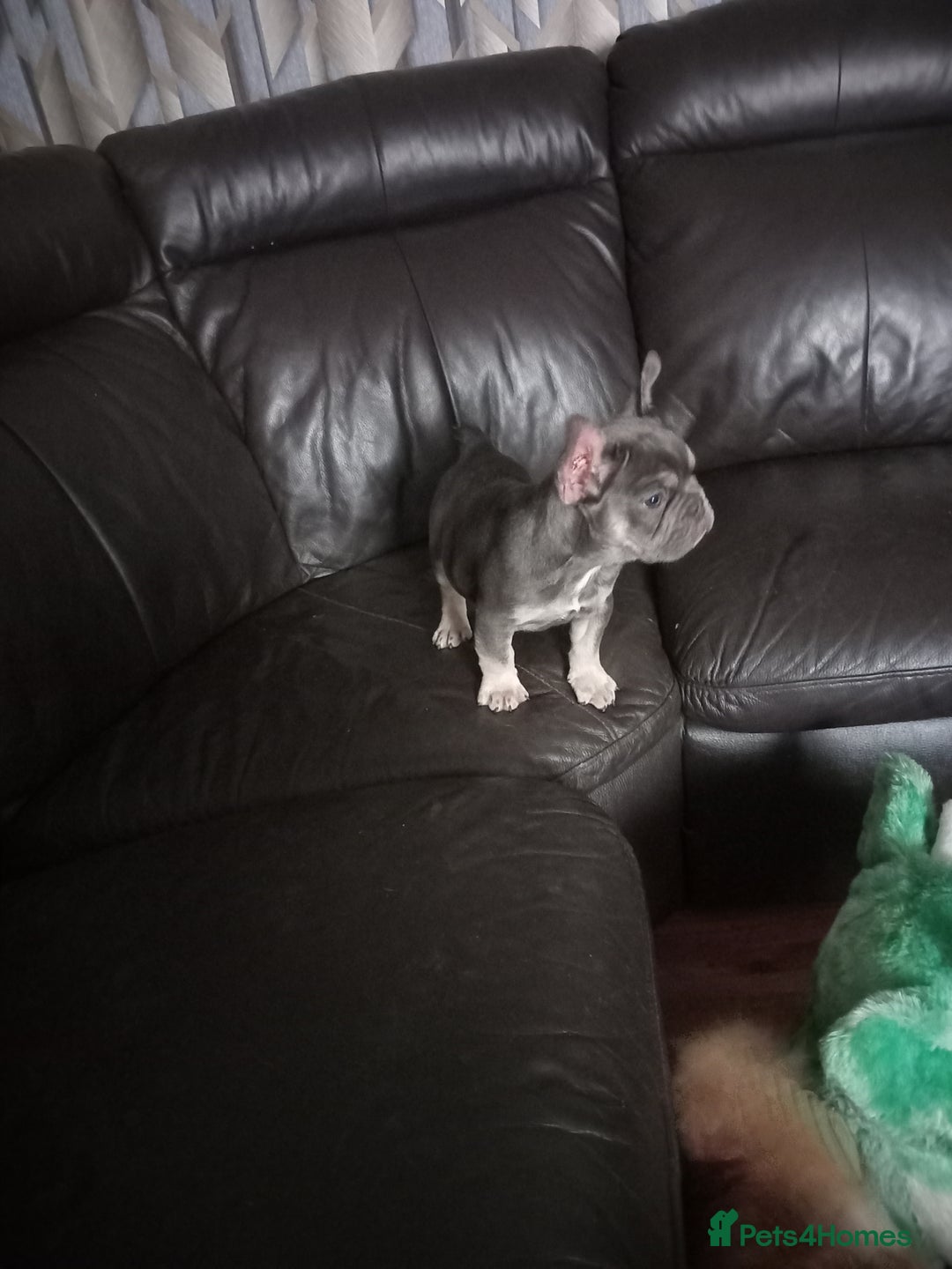 French Bulldog dogs for sale: Male French bulldog puppy - Image 3