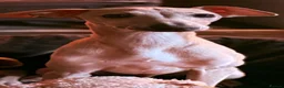 Italian Greyhound dogs for sale: Italian Greyhound KC  – READY NOW! 2 fawns  - Advert 4