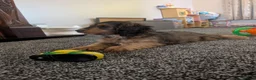 Cockapoo dogs for sale: Ready f1 Show/Toy boy for his forever home - Advert 11