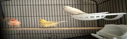 Canaries birds for sale: Canary  in Swindon - Advert 4