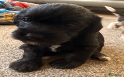 Jackapoo dogs for sale: Adorable Jackapoo puppies - Image 10