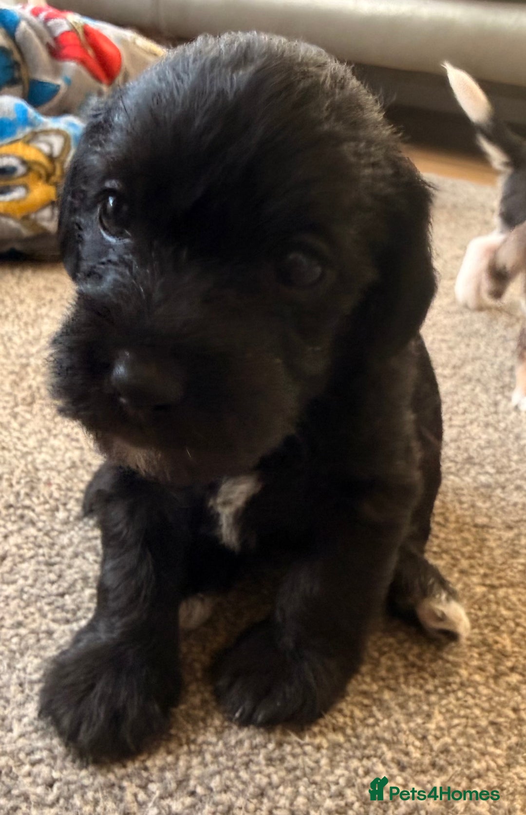 Jackapoo dogs for sale: Adorable Jackapoo puppies - Image 10