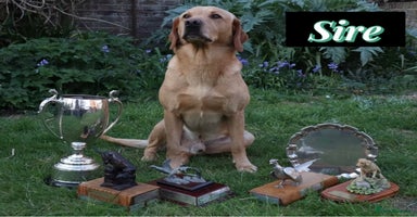 Labrador Retriever dogs Field Trial Champion Kc reg Labrador Puppies.  - Advert 6