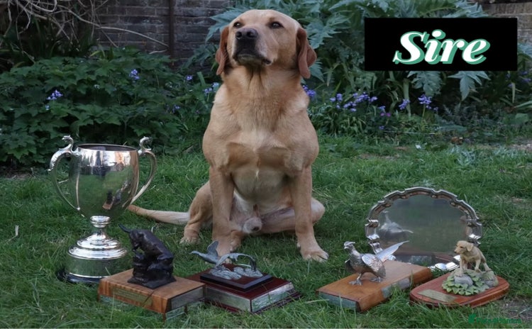 Labrador Retriever dogs - Advert 3