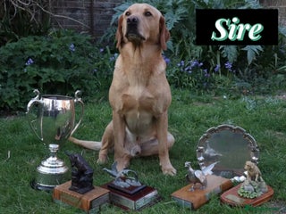 Labrador Retriever dogs - Advert 2