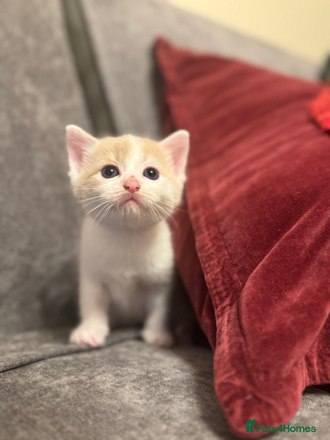 Mixed Breed cats for sale: 3 Beautiful kittens available - Advert 14