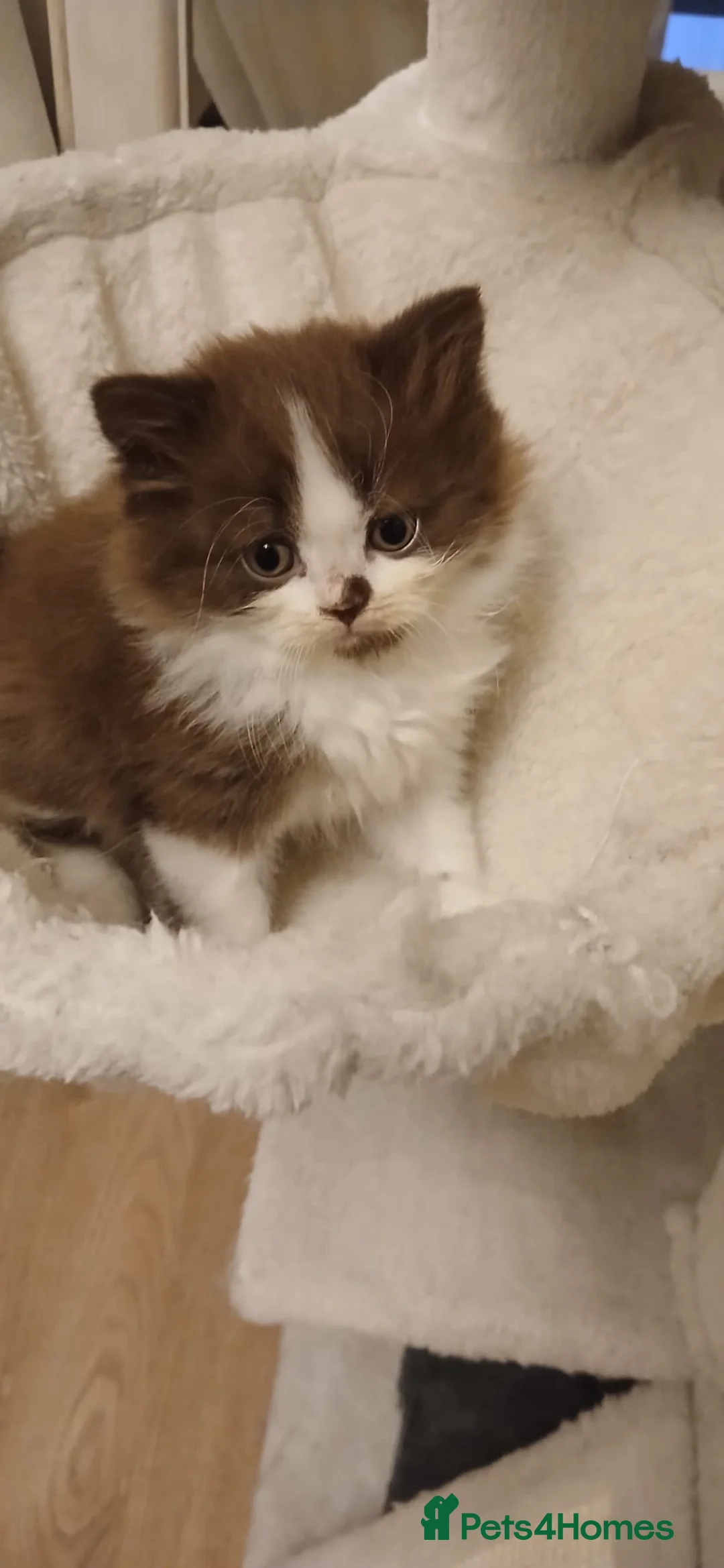Mixed Breed cats for sale: Cute kittens 😸  - Advert 2