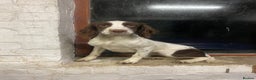 English Springer Spaniel dogs for sale: Exceptional Working Lines - Advert 3