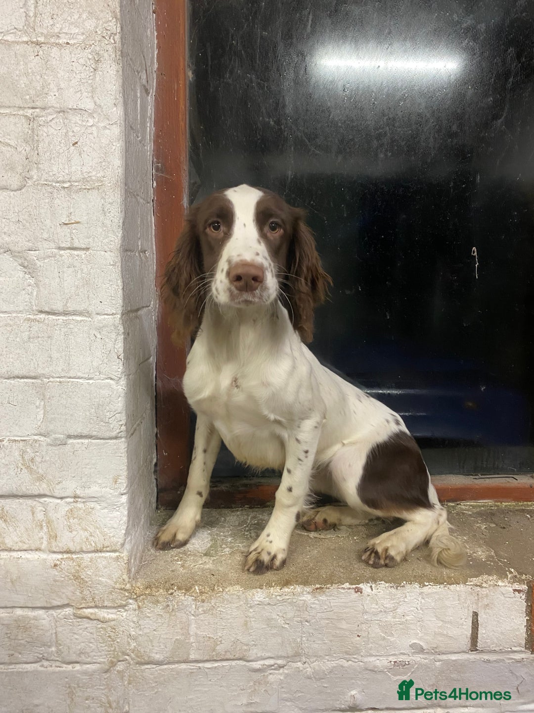 English Springer Spaniel dogs for sale: Exceptional Working Lines - Advert 3