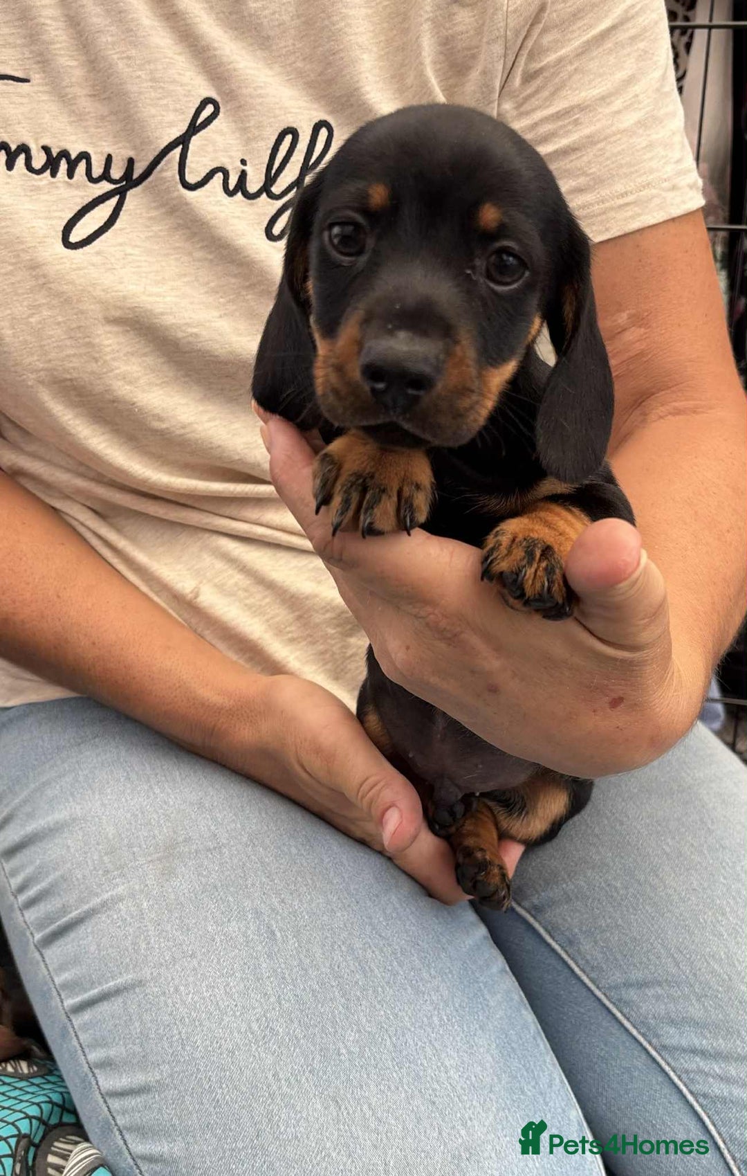 Dachshund dogs for sale: Miniature Dachshund puppies - Image 7