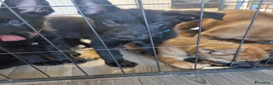 German Shepherd Puppy 4