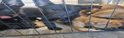 German Shepherd dogs for sale: READY NOW 🐶 GERMAN SHEPHERD PUPPIES  - Advert 19