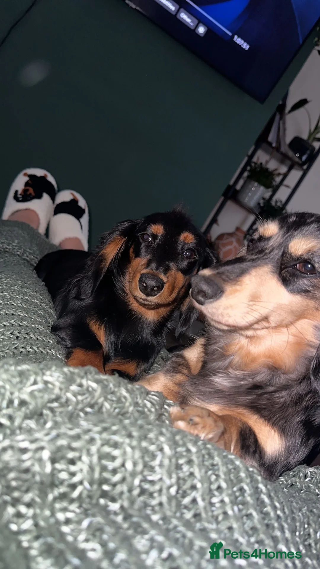 Miniature Dachshund dogs for sale: Last boy left. Mini longhaired dachshund £1300  - Advert 36