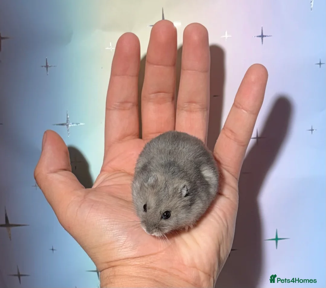 Hamster rodents for sale: STUNNING TAME PEDIGREE WINTER WHITE DWARF HAMSTERS - Advert 8