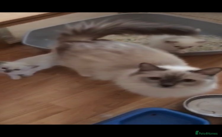 Ragdoll cats TICA REGISTERED KITTENS/Active - Advert 2