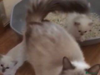 Ragdoll cats TICA REGISTERED KITTENS/Active - Advert 1