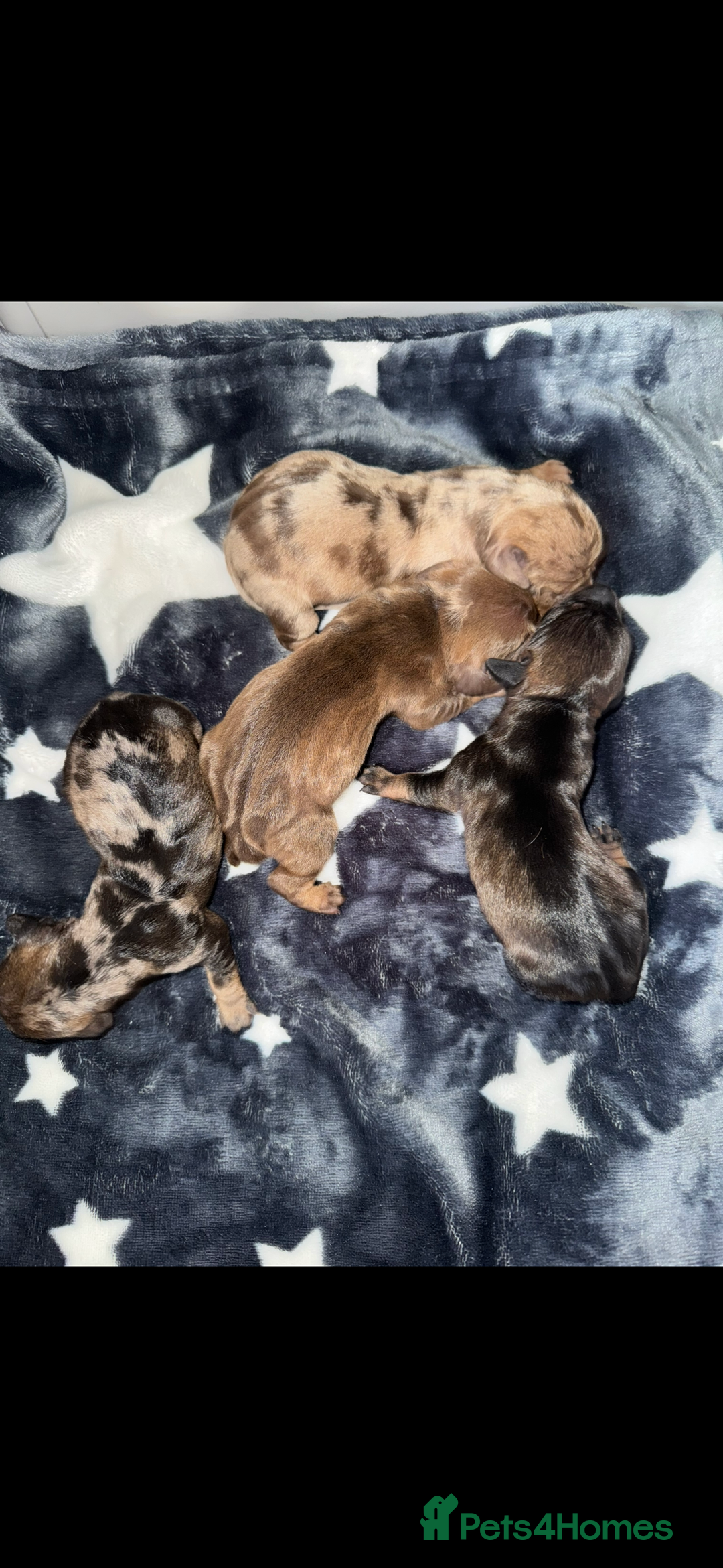 Dachshund dogs for sale: Miniature dachshund x Teckel puppies-Ready now!  - Image 8
