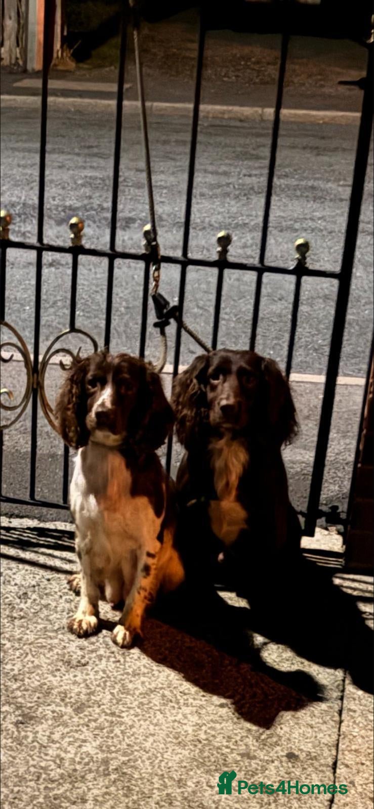 Cocker Spaniel dogs for sale: COCKER SPANIEL PUPPIES FOR SALE £550 - Advert 11
