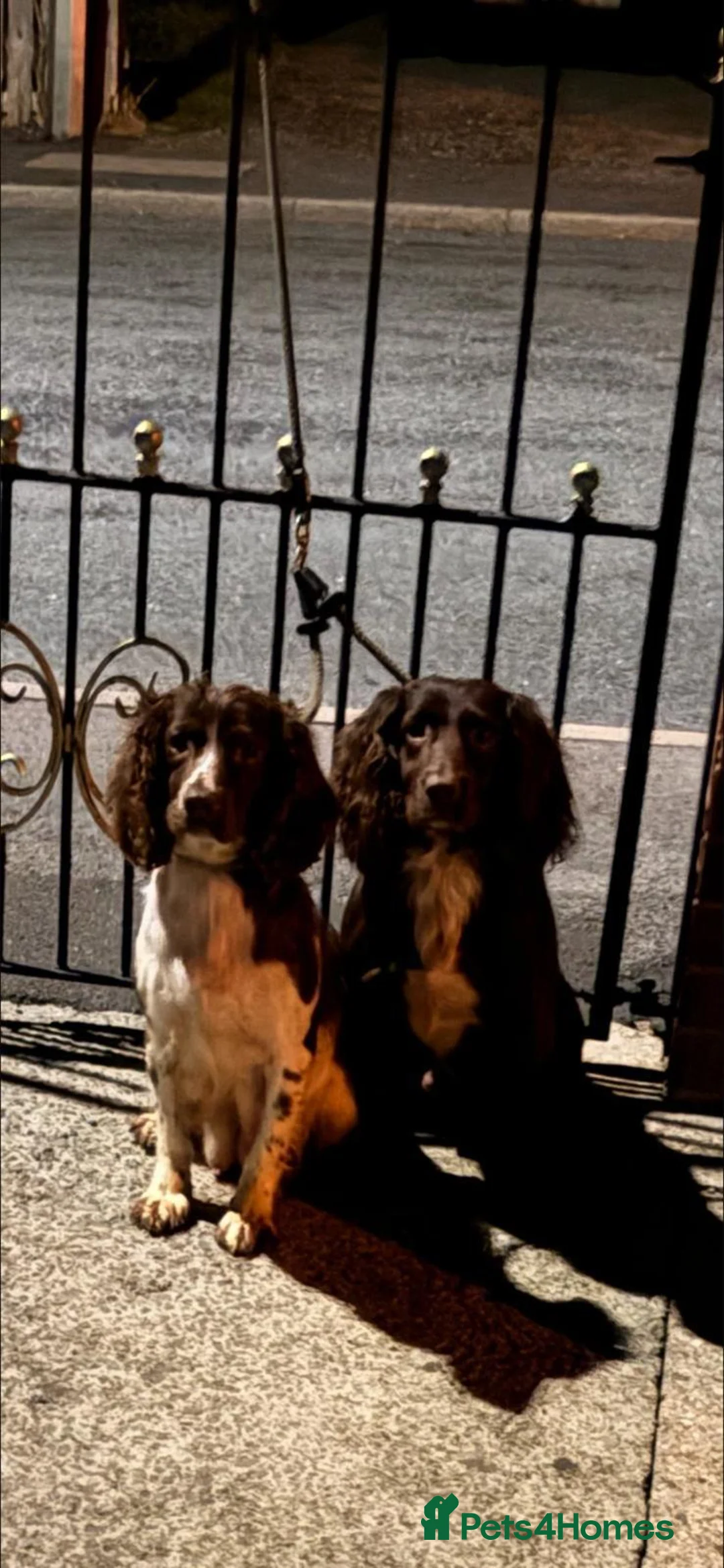 Cocker Spaniel dogs for sale: Cocker spaniel for Sale  - Advert 2