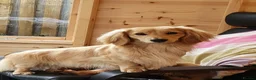 Miniature Dachshund dogs for sale: Female Miniature Longhaired Dachshund  - Advert 6