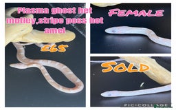 Corn Snake reptiles for sale: Different variations of lavender corn snake babies - Image 8