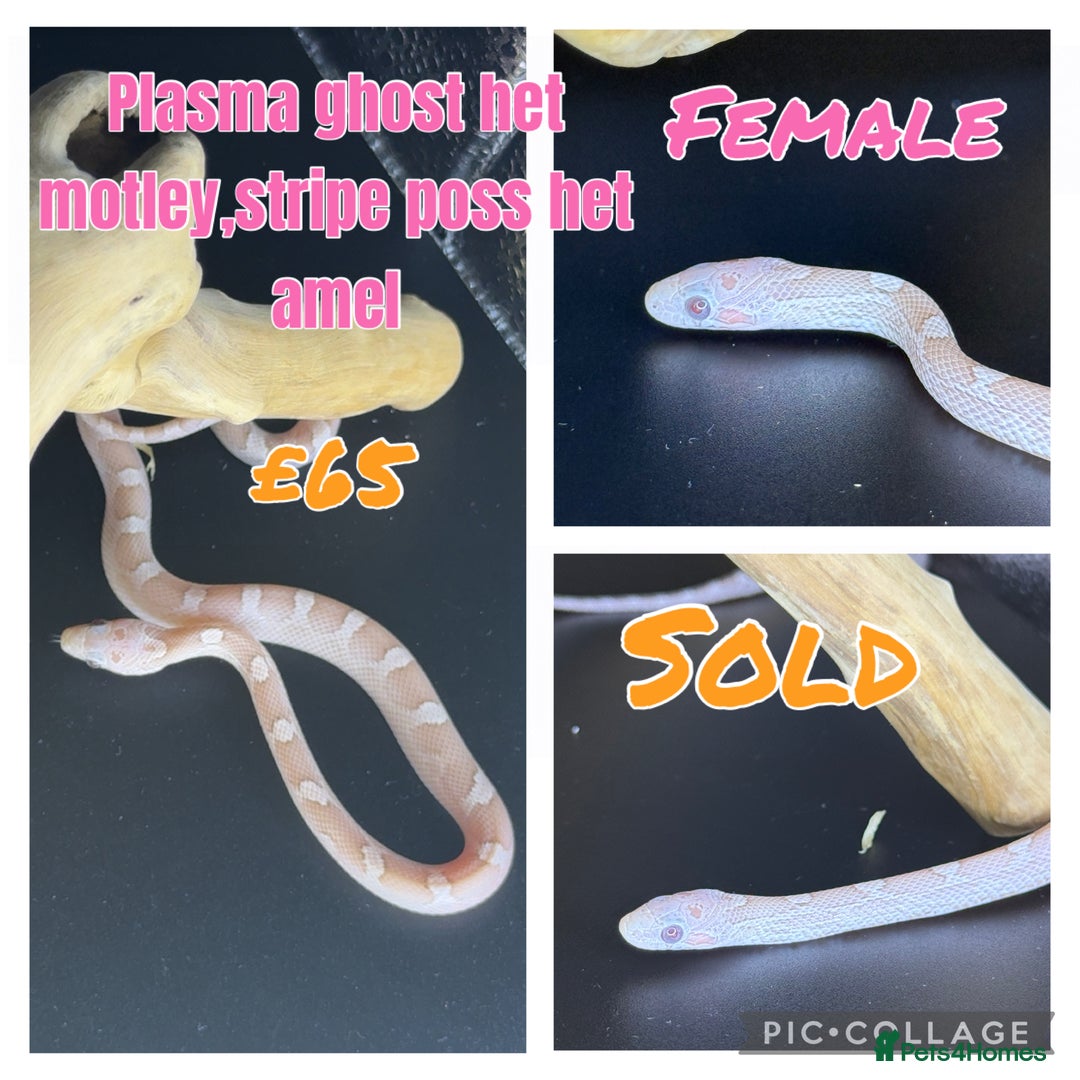 Corn Snake reptiles for sale: Different variations of lavender corn snake babies - Image 8