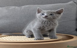 Russian Blue cats for sale: Russian blue babies looking for FOREVER homes - Image 23