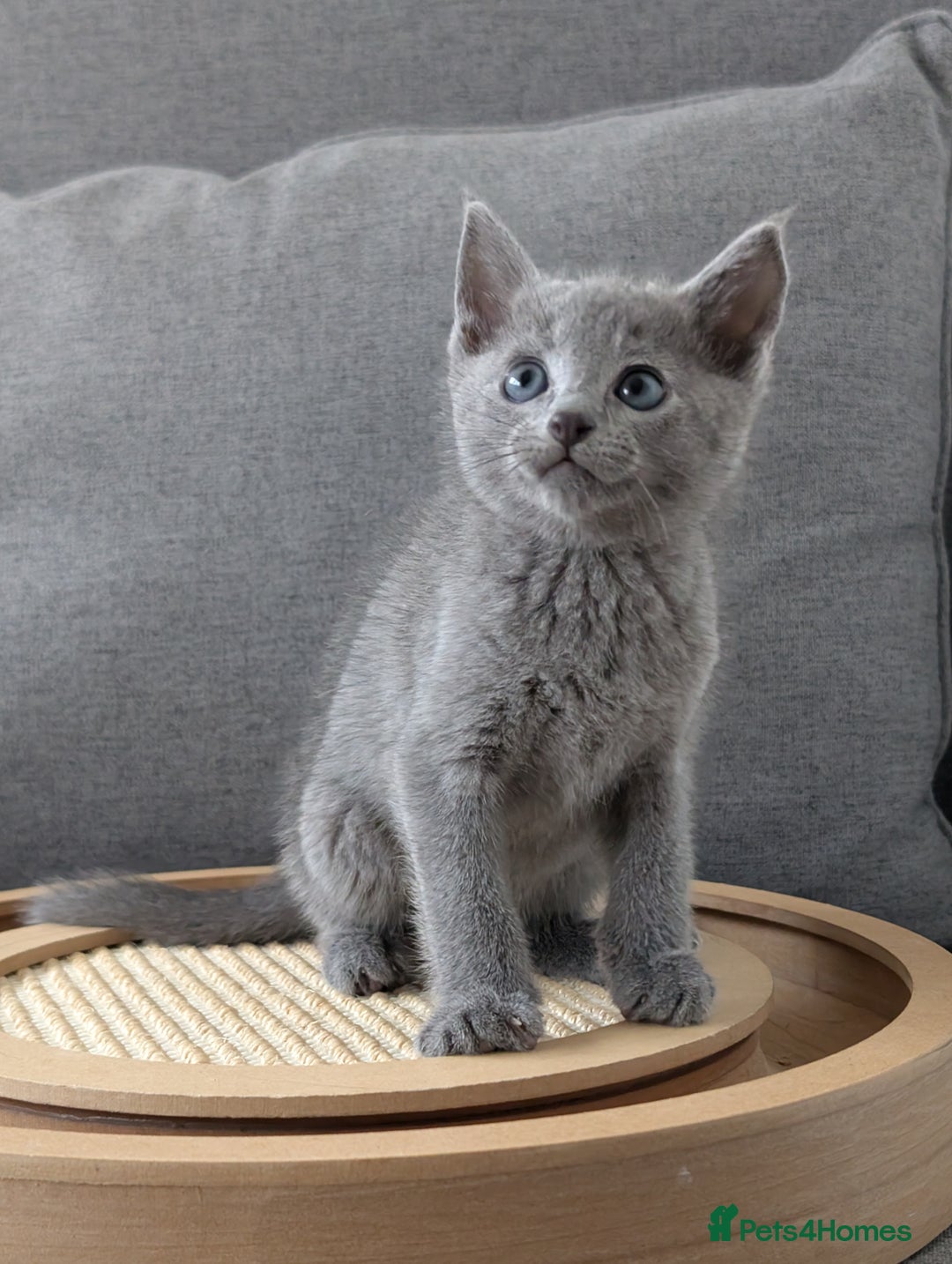 Russian Blue cats for sale: Russian blue babies looking for FOREVER homes - Image 23